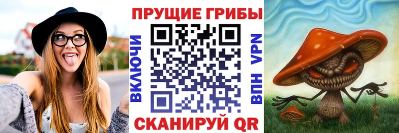 блэк спрут онион  Петропавловск-Камчатский  Псилоцибиновые грибы Cubensis 